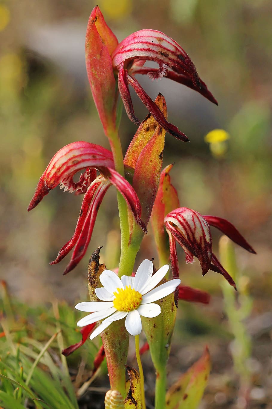 red beak, orchid, wildflowers, focus stack, stirling ranges HD wallpaper