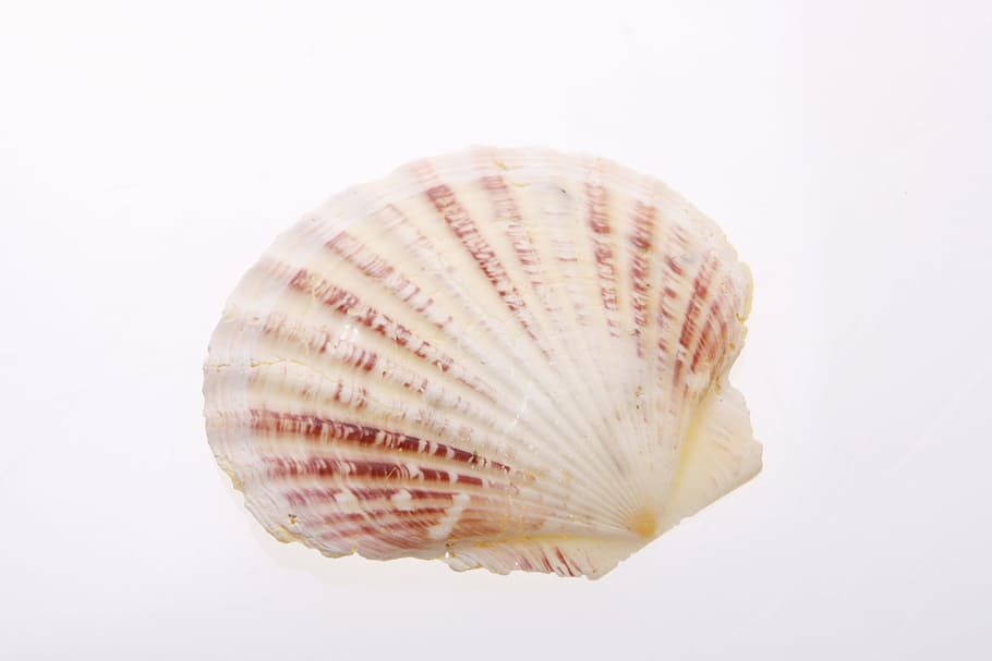 bone, close-up, closeup, coast, coastline, cockle-shell, conch HD wallpaper