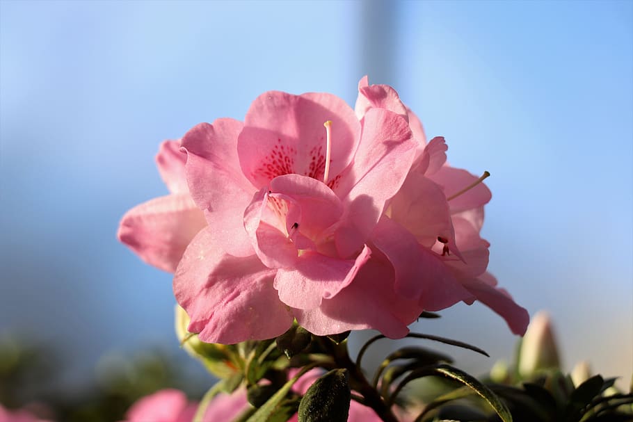 flower, flowers, bloom, garden, flora, spring, pink, nature HD wallpaper