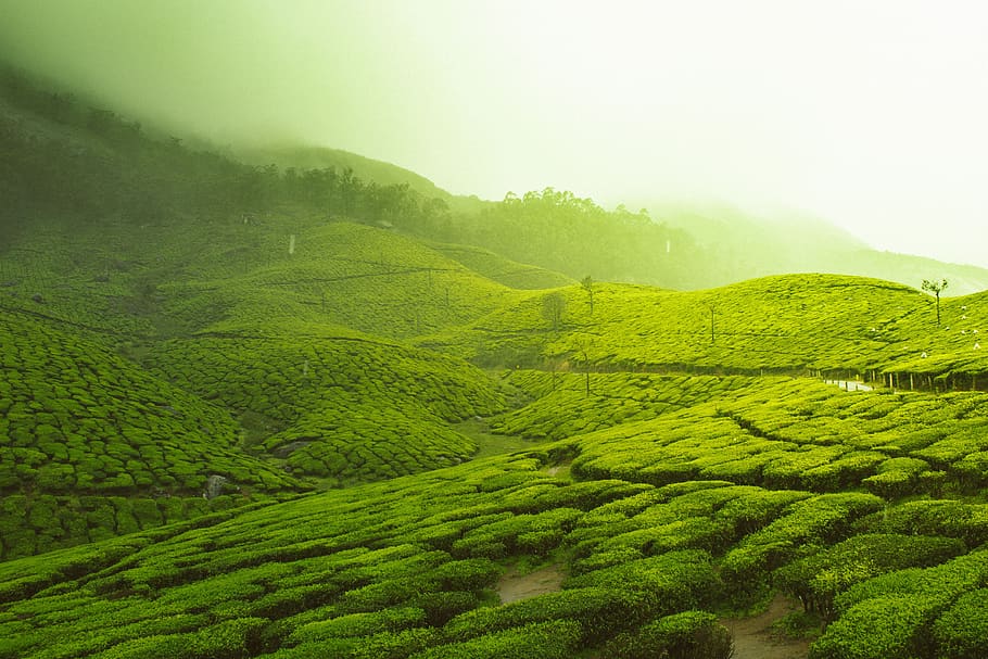 green, trees, farm, field, mountain, plantation, nature, view HD wallpaper