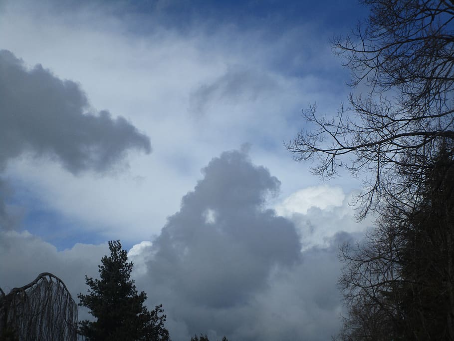 white, grey, cloud, sky, blue, trees, winter, plant, cloud - sky HD wallpaper