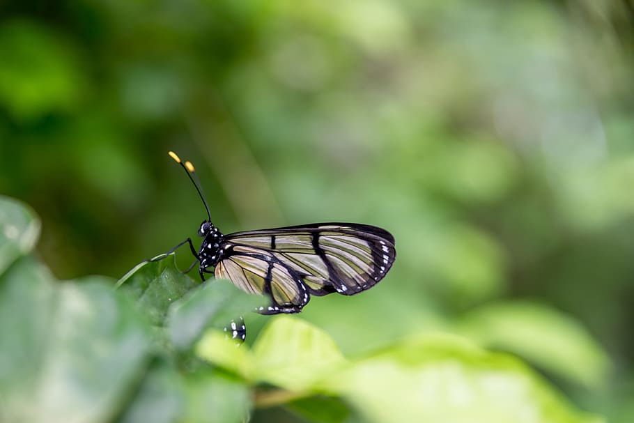Beautiful butterfly in nature, insect, animal wildlife, invertebrate HD wallpaper