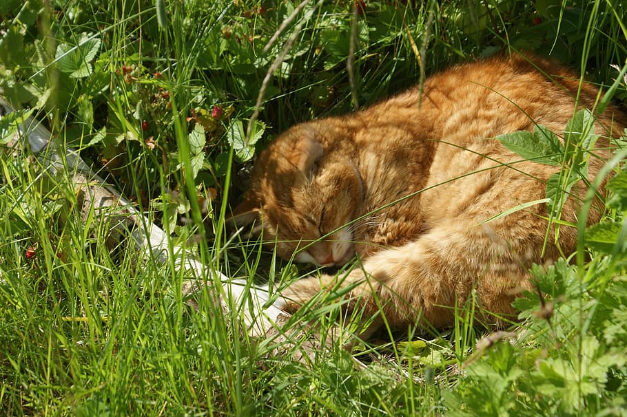 cat, natural, shrub, expensive, wildlife, wildcat, fur, outdoor HD wallpaper