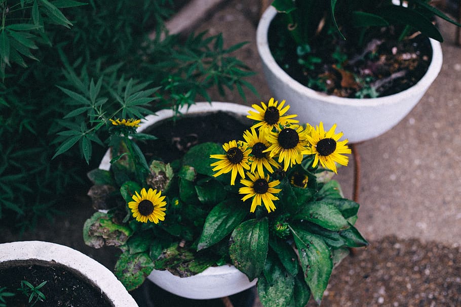flower, plant, flowering plant, growth, freshness, potted plant HD wallpaper
