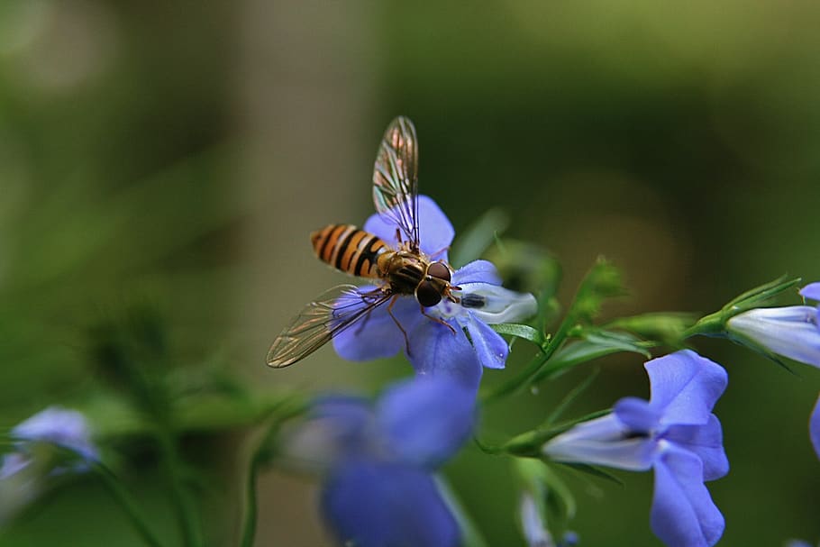 insect, hoverfly, flying, wing, striped, flower, flowering plant HD wallpaper