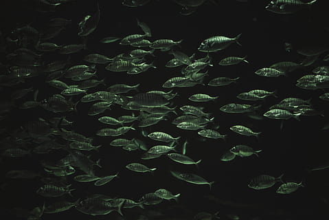 gray fish, herring, sea life, animal, water, aquatic, turkey HD wallpaper