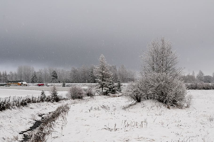 latvia, suburban, trees, village, snow, winter, cold temperature