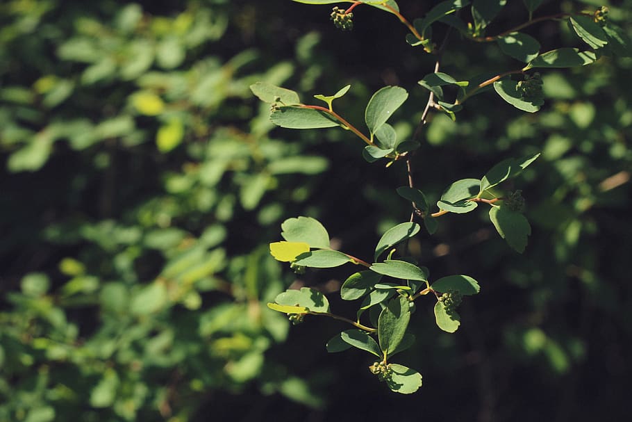 ukraine, odesa, nature, tree, macro, green, plant, growth, leaf HD wallpaper