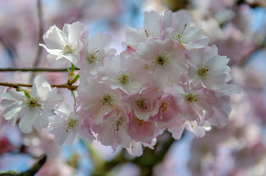 tree, flower, spring, cherry, japanese, pink, nature, color HD wallpaper