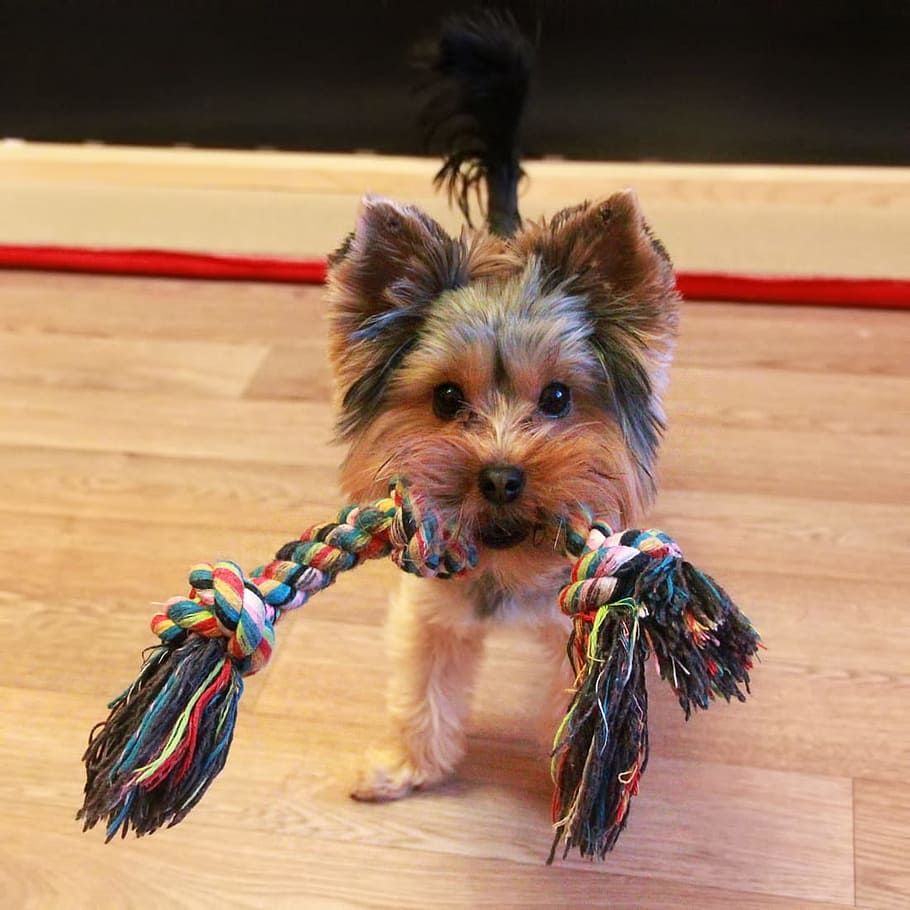 cute, dog, pet, small, adorable, mammal, pup, doggy, young HD wallpaper