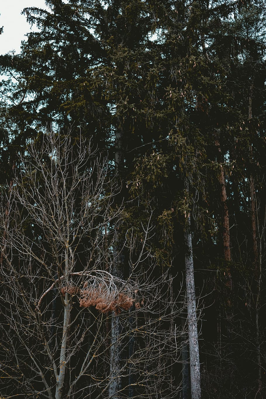 tall green trees, winter, cold, dark, pine, needle, branch, forest HD wallpaper