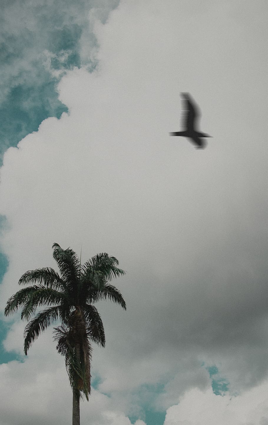 Bird Flying Above Green Tree, palm tree, sky, tropical climate HD wallpaper