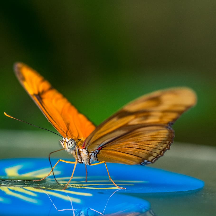 yellow butterfly, insect, animal, invertebrate, netherlands, luttelgeest HD wallpaper
