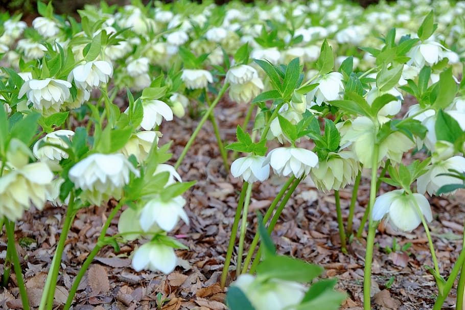 christmas rose, elegant, white, spring, full blooming, plant HD wallpaper