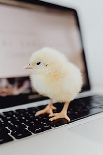 Newborn little chicken and laptop, computer, keyboard, yellow HD wallpaper