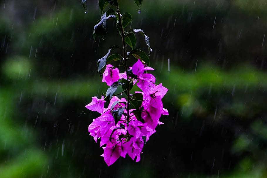 flowering plant, freshness, fragility, vulnerability, beauty in nature HD wallpaper