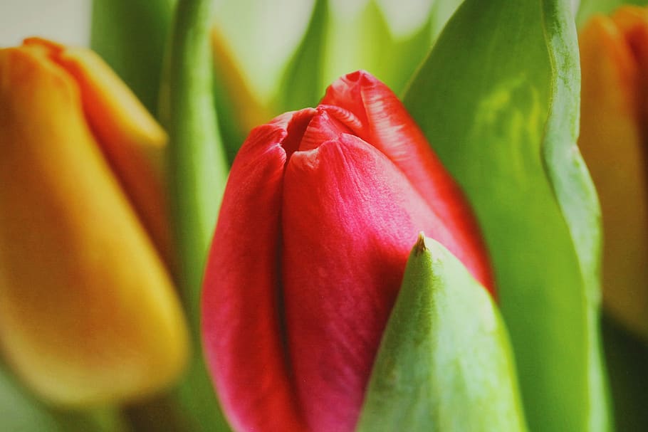 flower, tulip, garden, spring, nature, red, plant, background HD wallpaper