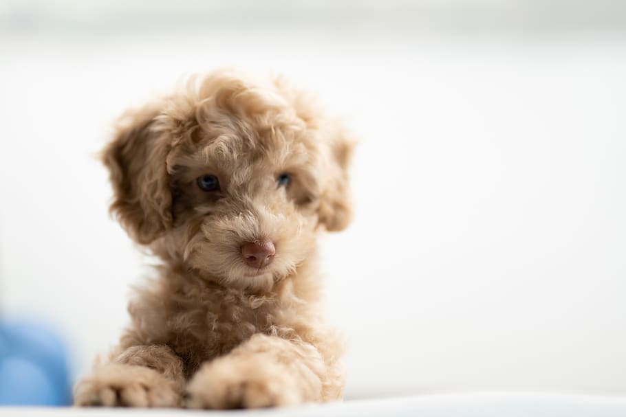 medium-coated tan puppy on white textile, pet, animal, mammal, HD wallpaper