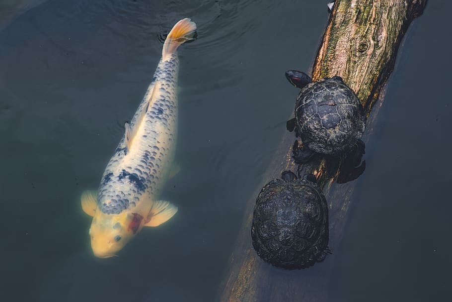 fish beside two turtles, animal themes, animal wildlife, water HD wallpaper