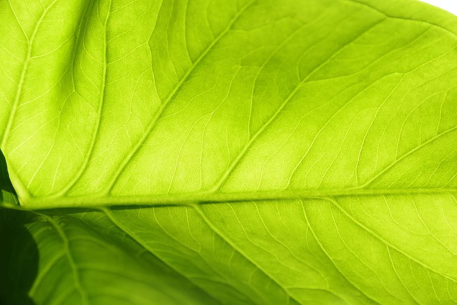 color, background, nice, bright, paint, oranges, red, green HD wallpaper
