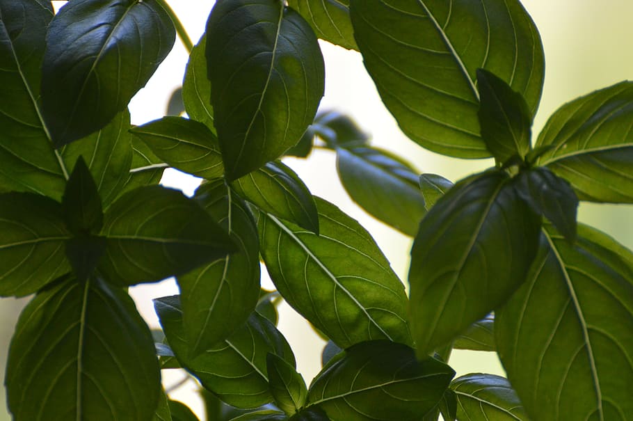 basil, summer, garden, nature, green, leaf, plant part, green color HD wallpaper