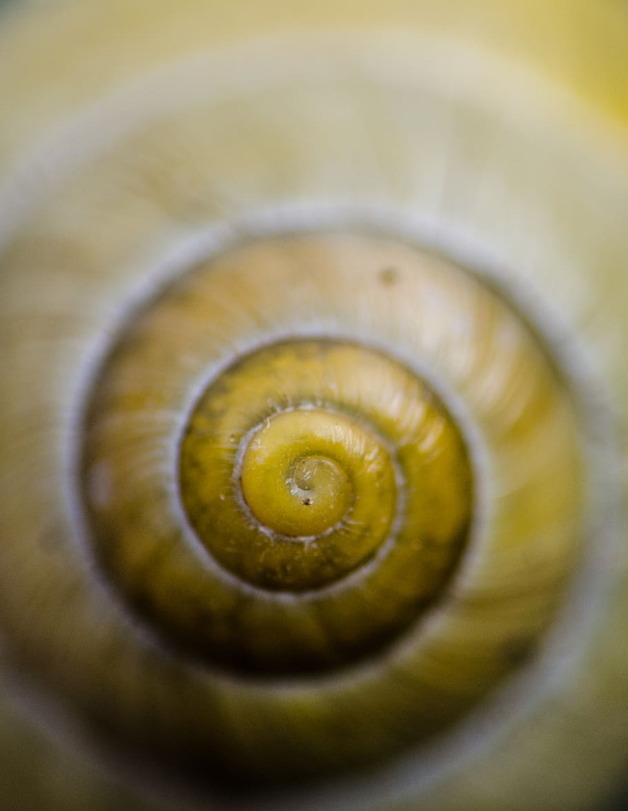 structure, brown, yellow, spiral, closeup, macro, small, snailhouse HD wallpaper