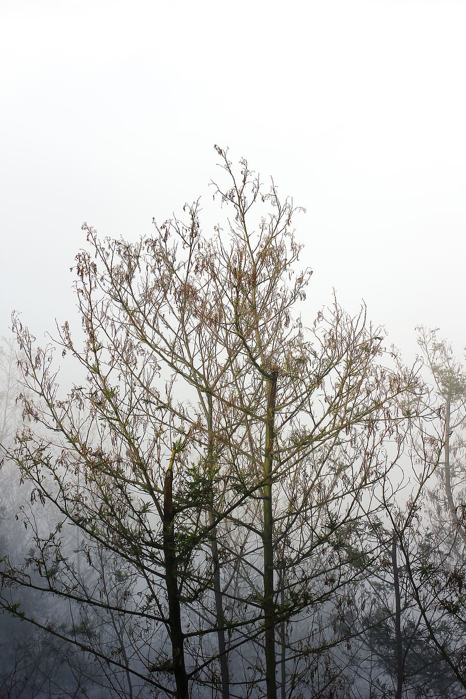 indonesia, mount bromo, trees, mist, calm, plant, sky, tranquility HD wallpaper