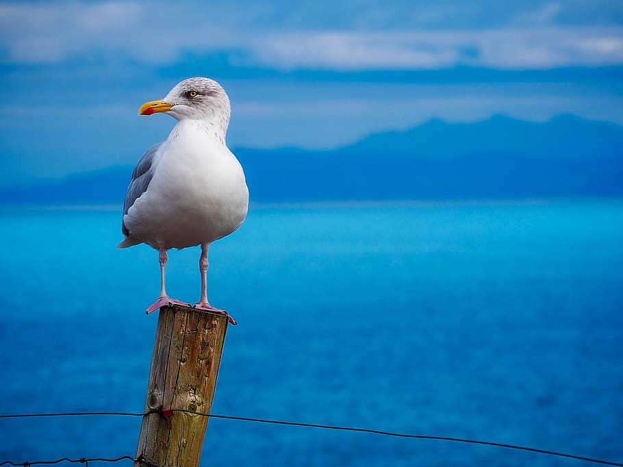 Selective Focus Photography of Seagull Perching on Wooden Fence HD wallpaper