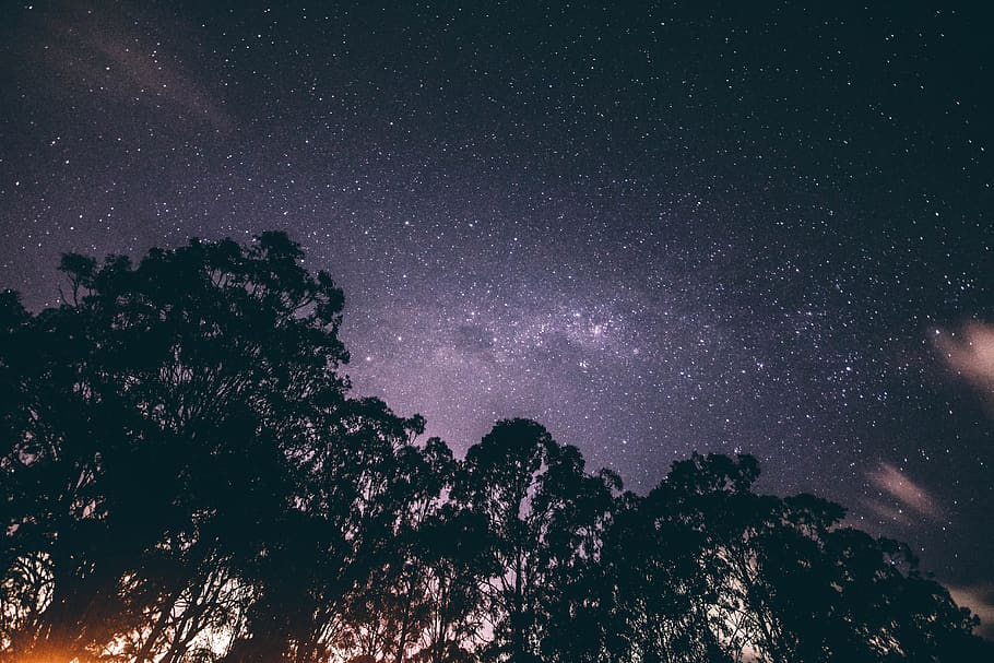 low angle shot, night, sky, starry sky, stars, trees, space HD wallpaper