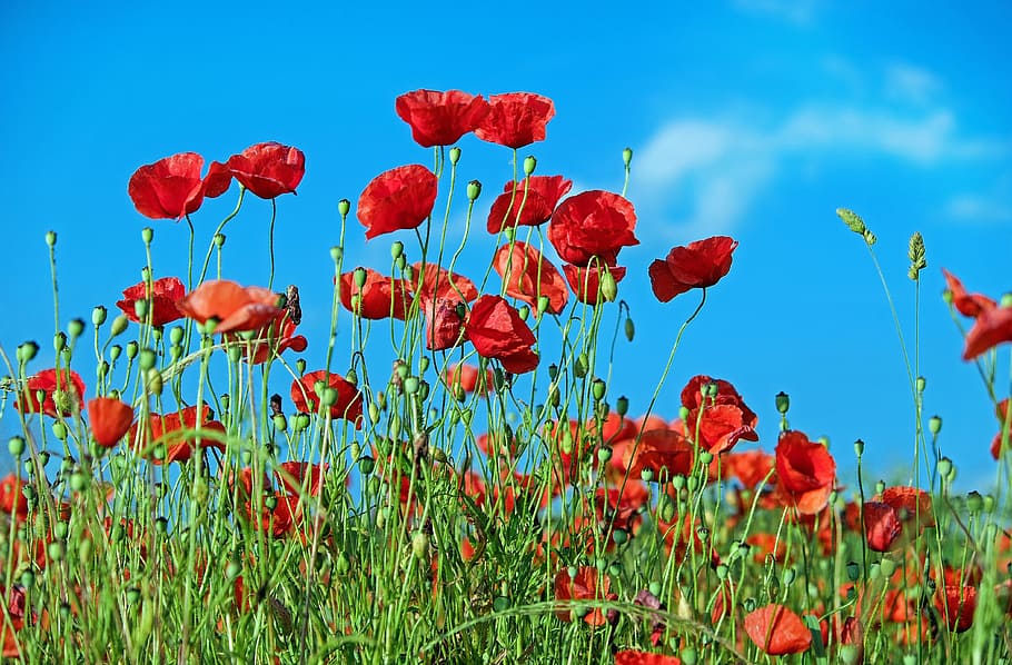 Red Petaled Flower, bloom, blossom, close-up, flora, flowers HD wallpaper