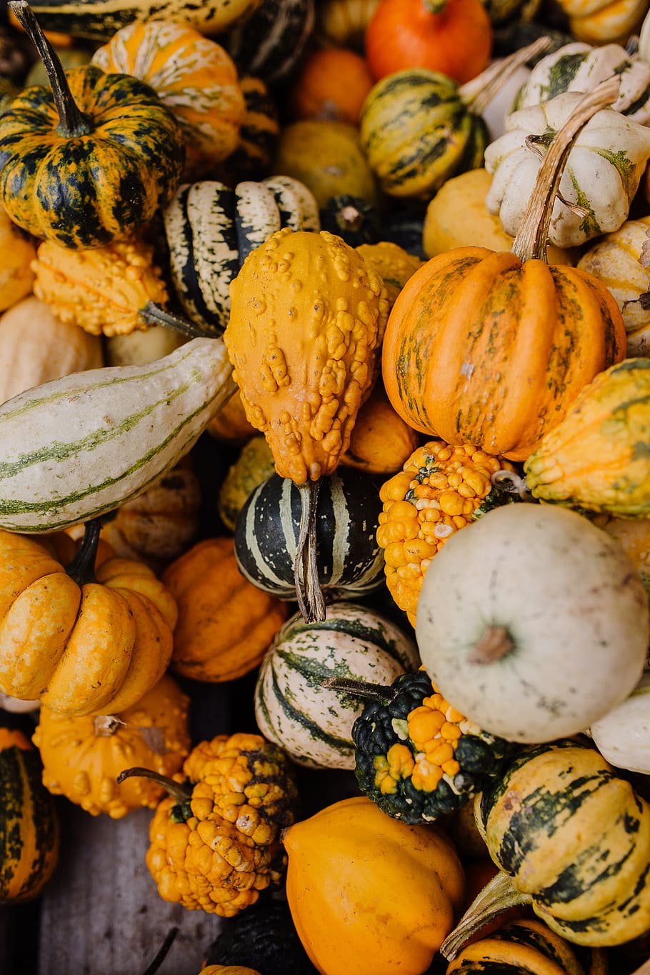 assorted vegetables, gourd, squash, pumpkin, seasonal, orange, HD wallpaper