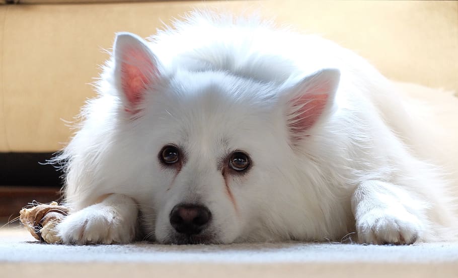 dog, american eskimo, pet, animal, cute, white, pets, domestic, HD wallpaper