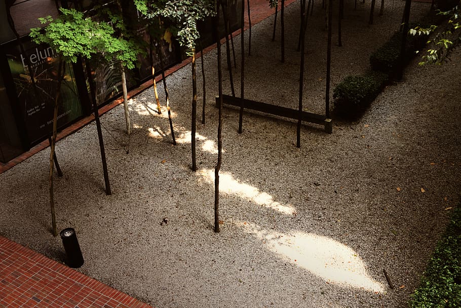 garden, trees, sun, shadows, nature, sunlight, no people, high angle view HD wallpaper