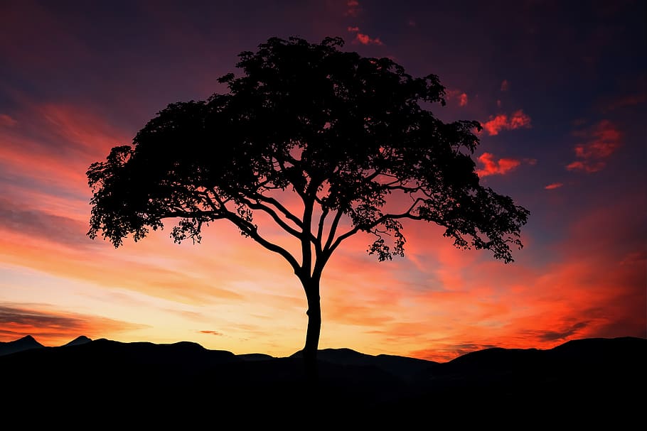 sunset, tree, silhouette, landscape, nature, sky, twilight HD wallpaper