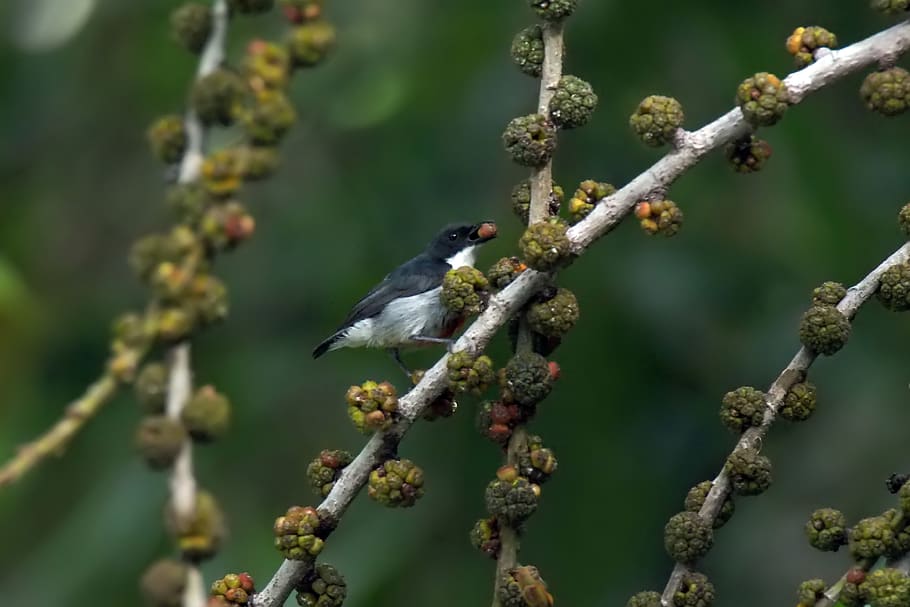 small, cute, nature, natural, bird, wild, wildlife, back, belted HD wallpaper