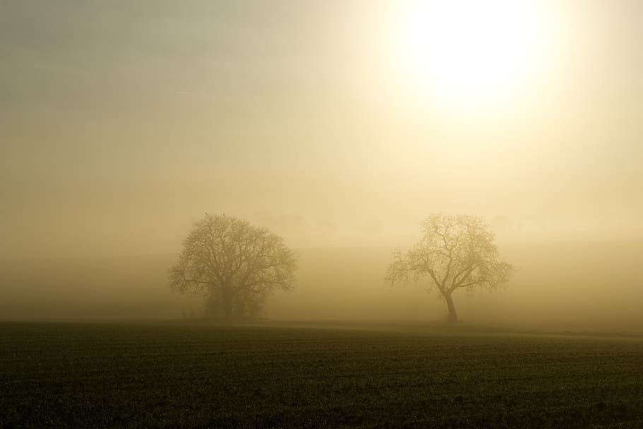 fog, sun, backlighting, trees, silhouette, mystical, nature HD wallpaper