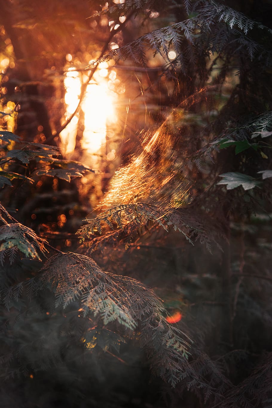green-leafed plant, tree, nature, burning, forest, heat - temperature HD wallpaper