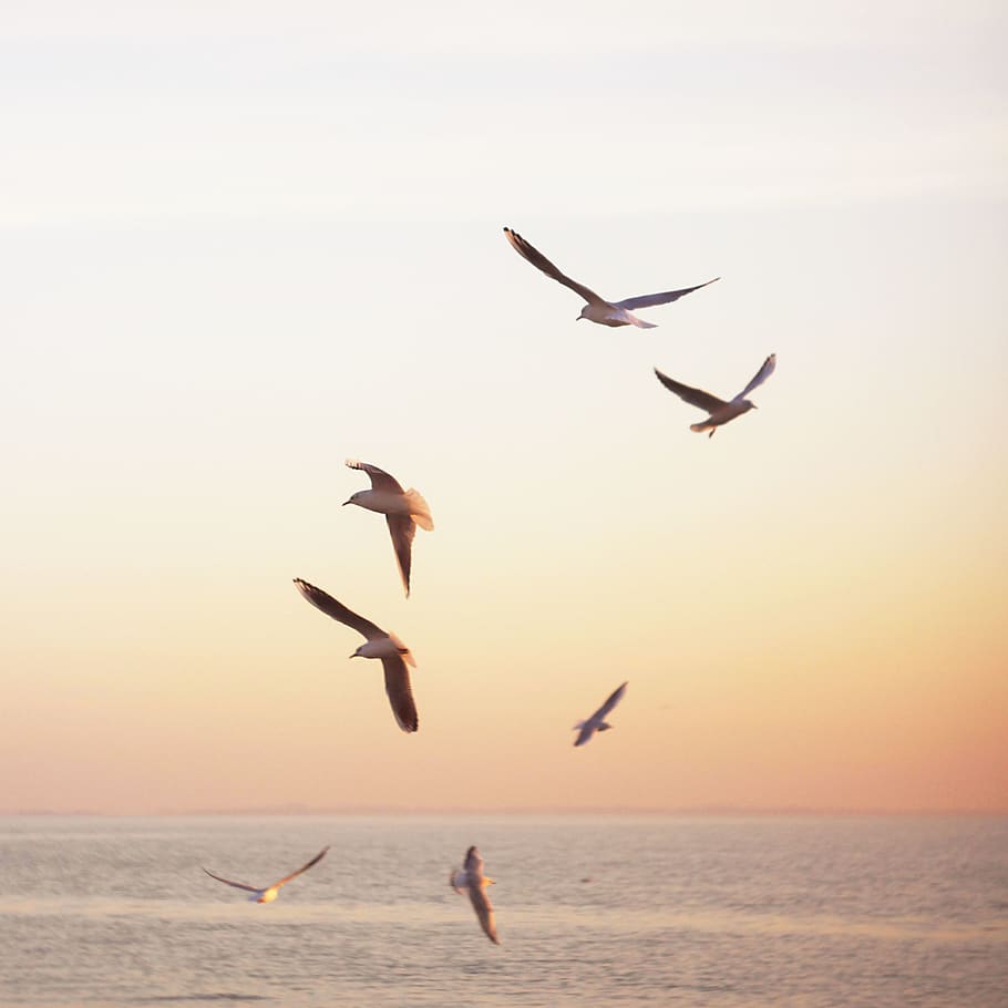 flock of white-and-brown birds, seagull, animal, ocean, ukraine