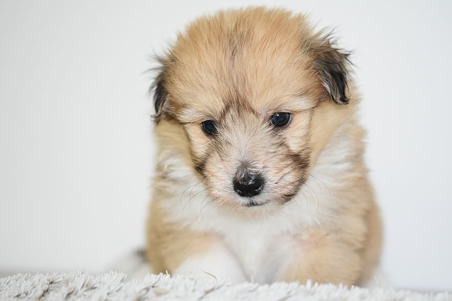 puppy, dog, adorable, cute, small dog, portrait, black truffle, HD wallpaper