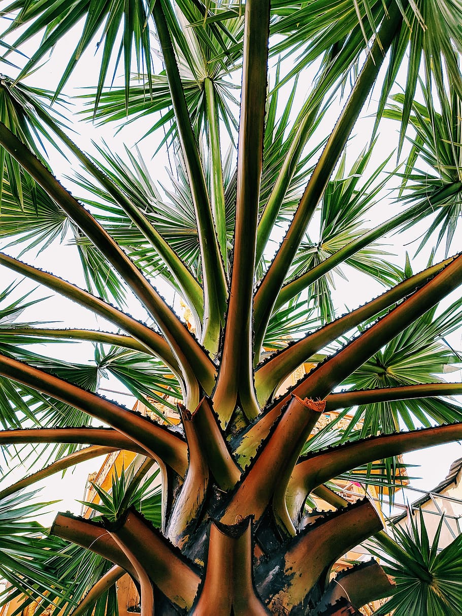 green leaf tree illustration, growth, plant, tropical climate HD wallpaper