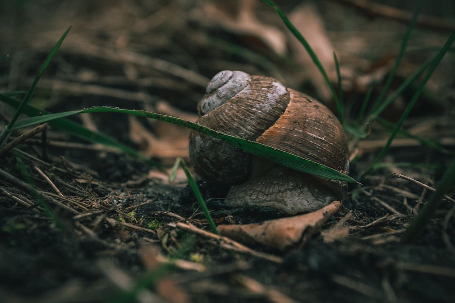 snail on ground surrounded by grass, animal, box turtle, reptile, HD wallpaper