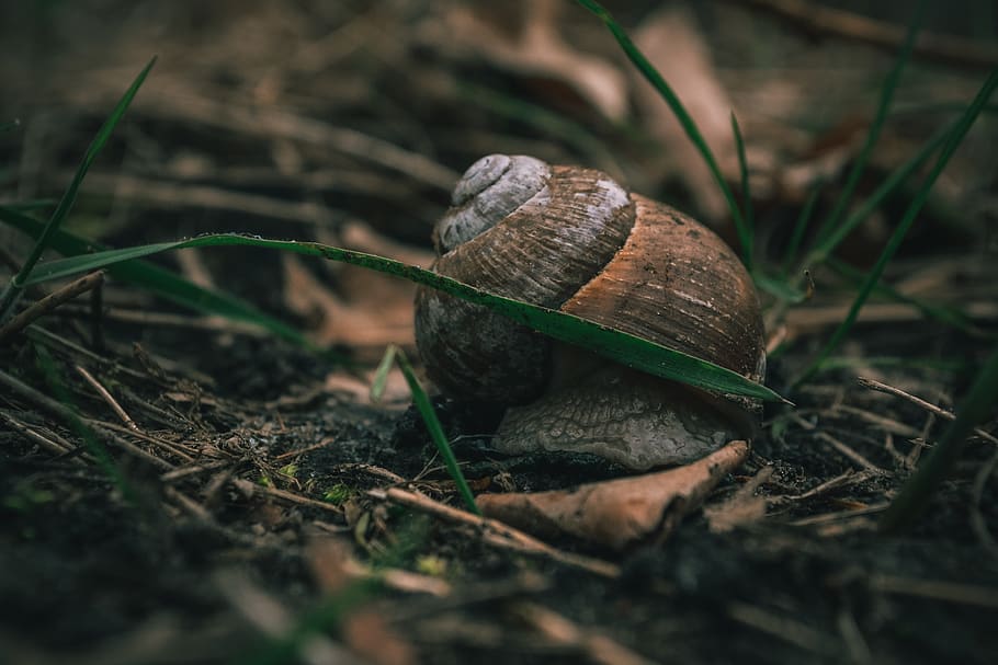 snail on ground surrounded by grass, animal, box turtle, reptile HD wallpaper