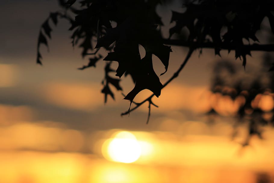 sunset, silhouette, focus on foreground, sky, close-up, nature HD wallpaper