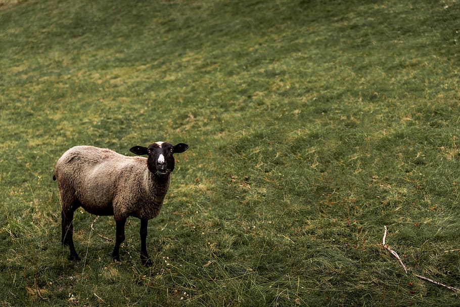 Beautiful white sheeps with black face on pasture, mammal, animal themes HD wallpaper