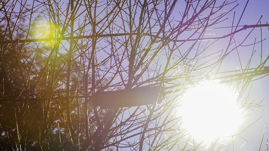 sky, tree, no people, nature, plant, sunlight, beauty in nature HD wallpaper