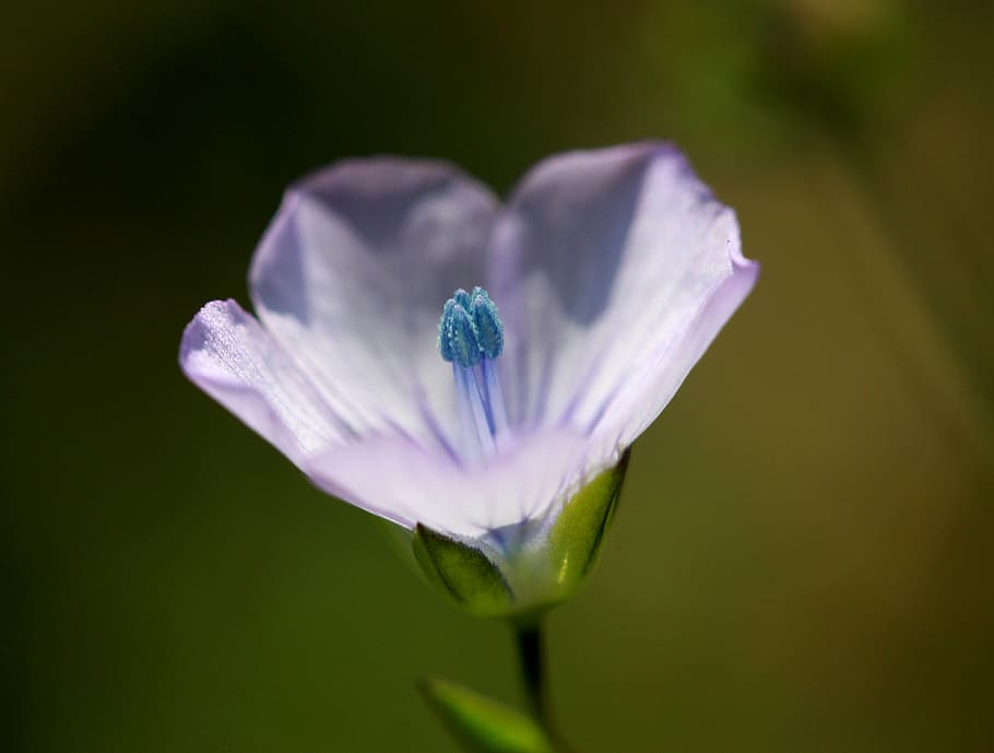 flower, blue, wild, nature, plant, nice, flowering plant, beauty in nature HD wallpaper