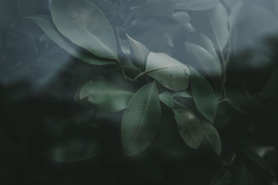 lanceolate green-leafed plant, beauty in nature, growth, plant part HD wallpaper