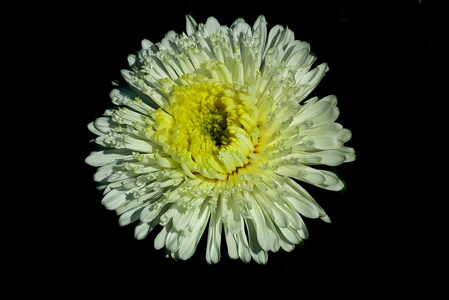 flower, aster, white, garden, nature, summer, the petals, closeup HD wallpaper