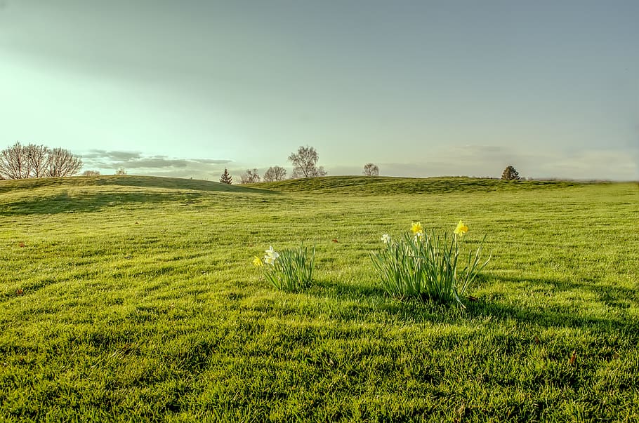 daffodil, grass, green, yellow, field, landscape, flower, prairie HD wallpaper