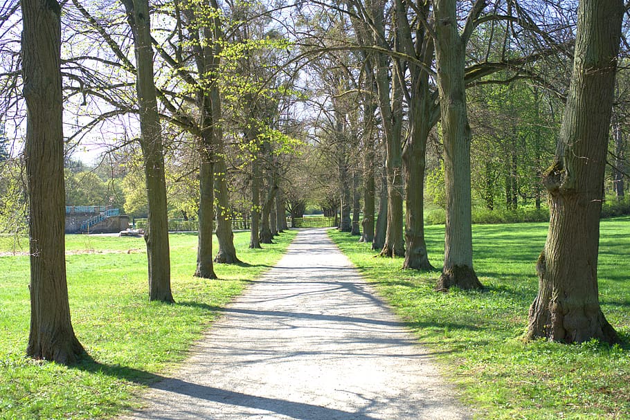 away, park, calden, wilhelmsthal, tree, forest, garden, road HD wallpaper